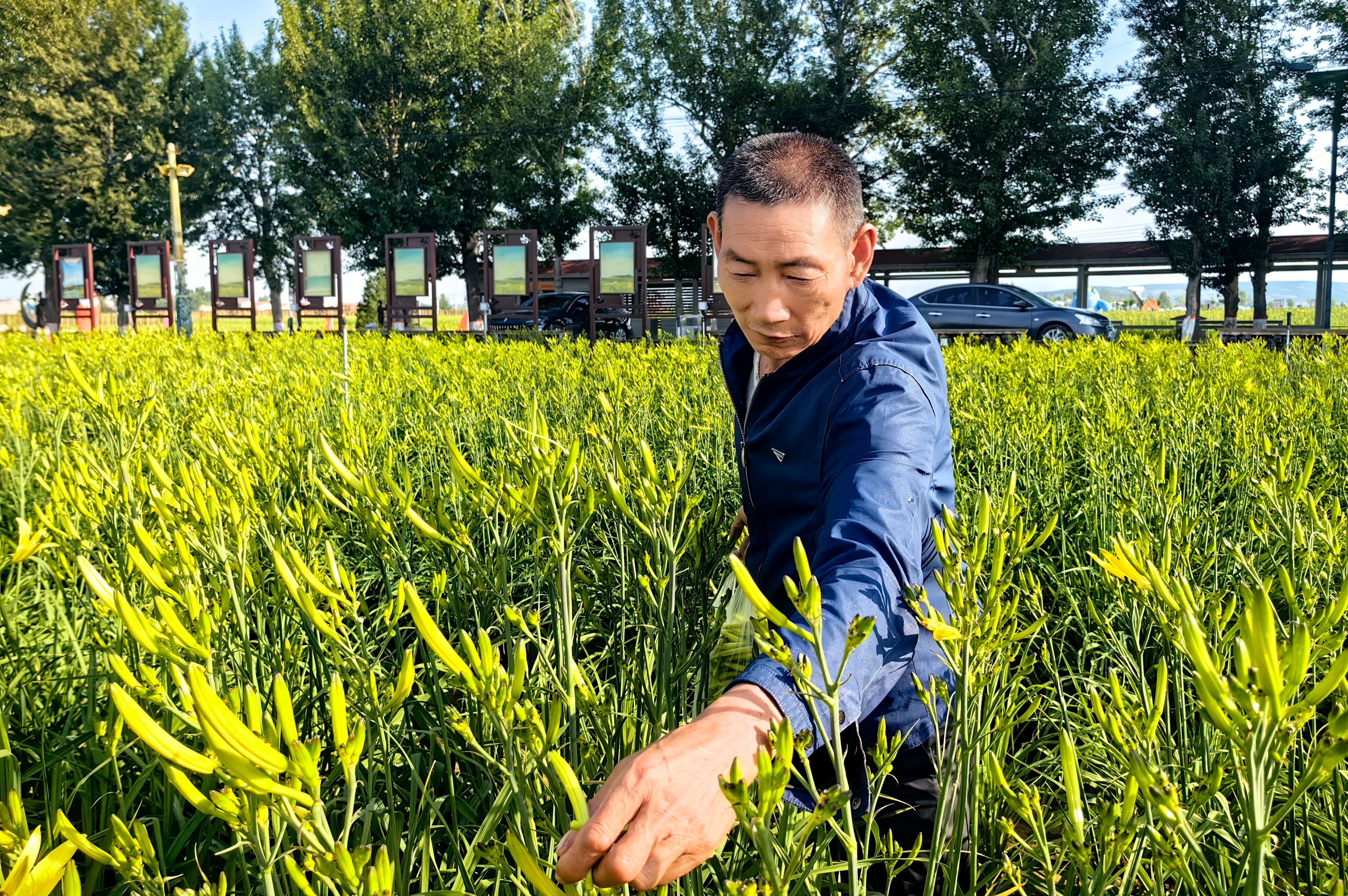 产值突破40亿！这里的“小黄花”搞出了“大名堂”-云州农商银行 田野-17635232887 (4)