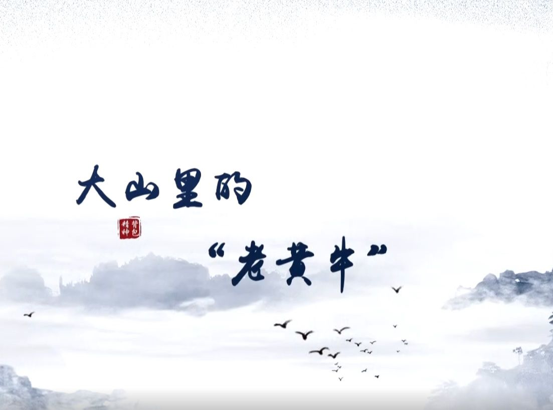 牛群旺视频 大山里的老黄牛 （平顺农商行 牛群旺）