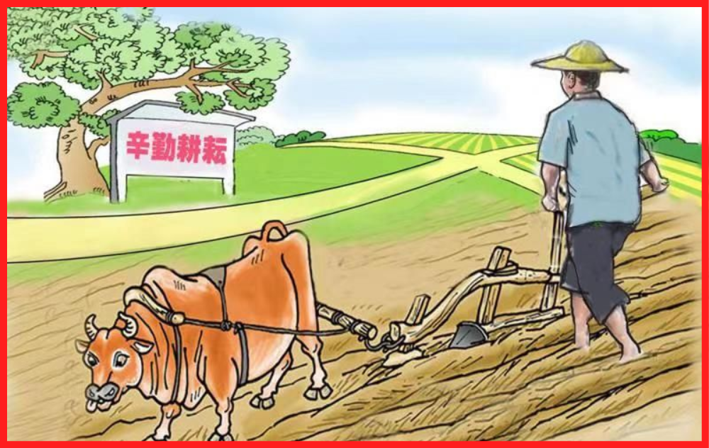 关爱”老黄牛”